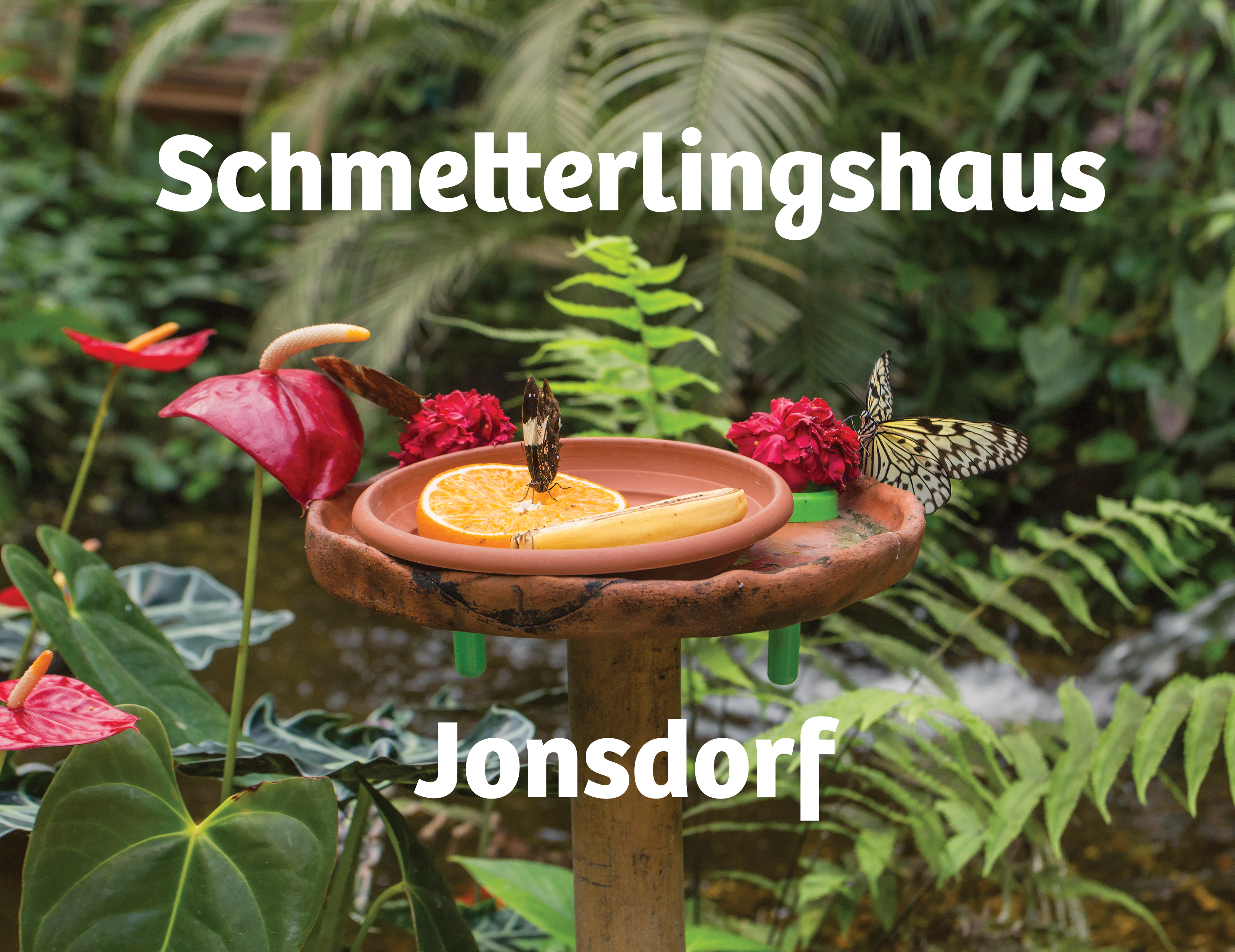 Abbildung Schmetterlingshaus Jonsdorf