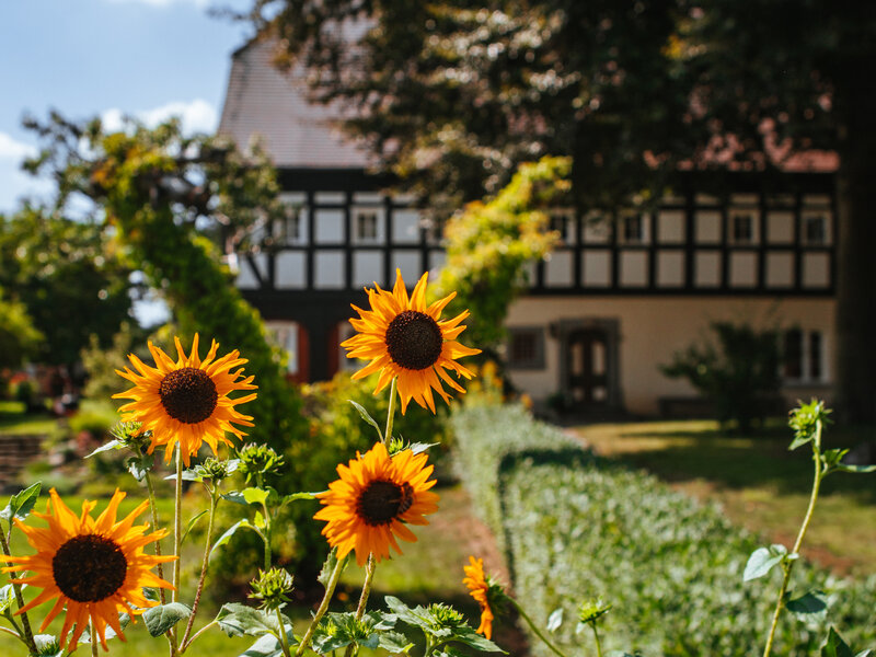 Obercunnersdorf Sonnenblumen vor Umgebindehaus