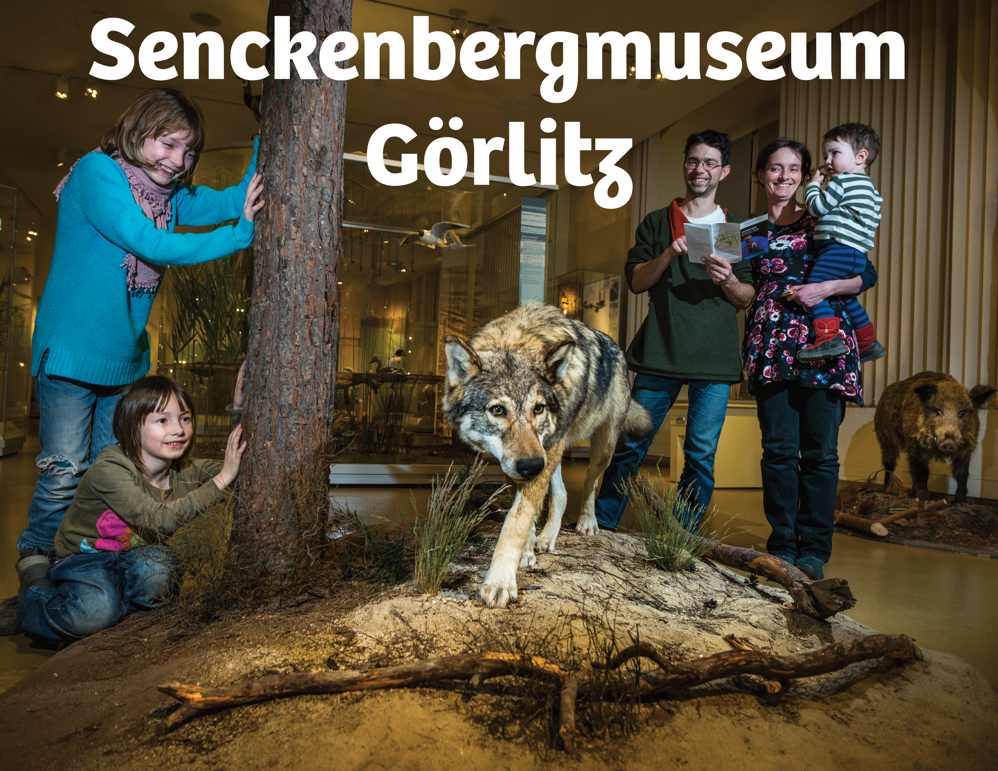 Abbildung Senckenbergmuseum Goerlitz